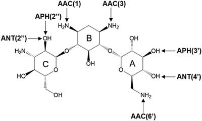 Theoretical Studies on Mechanism of Inactivation of Kanamycin A by 4′-O-Nucleotidyltransferase